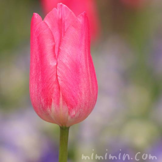 チューリップの花 濃いピンク