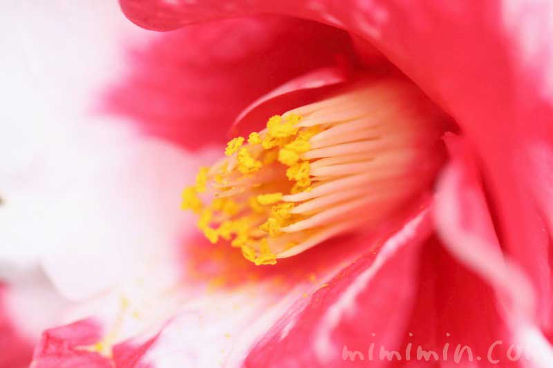 斑入り椿の花の画像