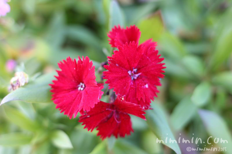 赤いナデシコ 花の写真 花言葉 みみみんブログ