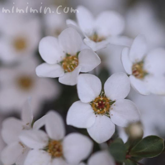 ユキヤナギ（雪柳）の花の写真