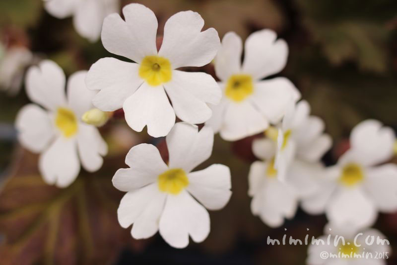 プリムラ・シネンシスの花の写真