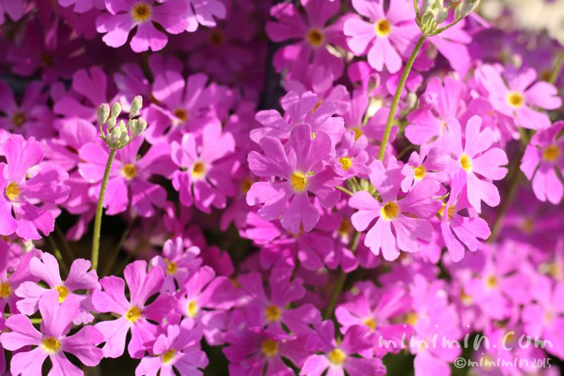 プリムラ マラコイデス（ピンク色）の花