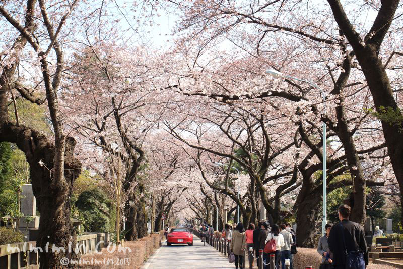 青山霊園の桜のトンネルの写真