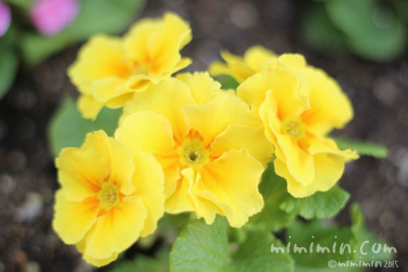 プリムラの花言葉 運命を開く 花の写真 花言葉 みみみんブログ
