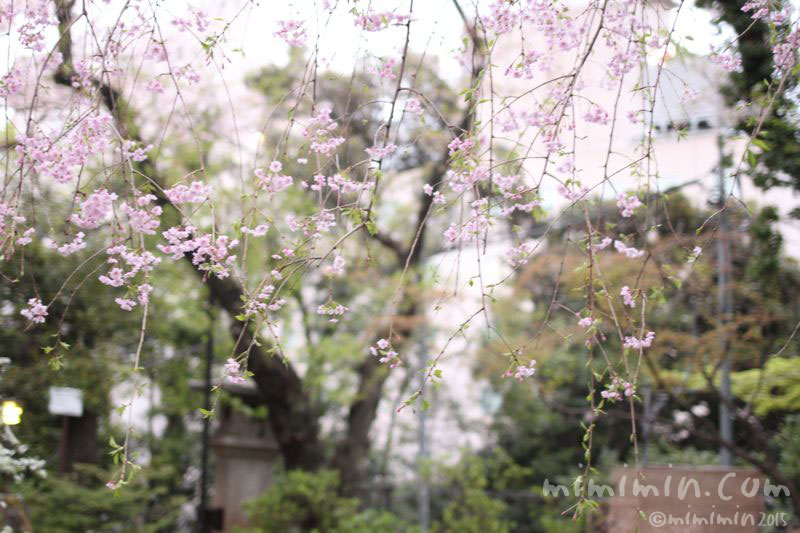愛宕神社の桜の写真