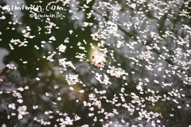愛宕神社の鯉の写真