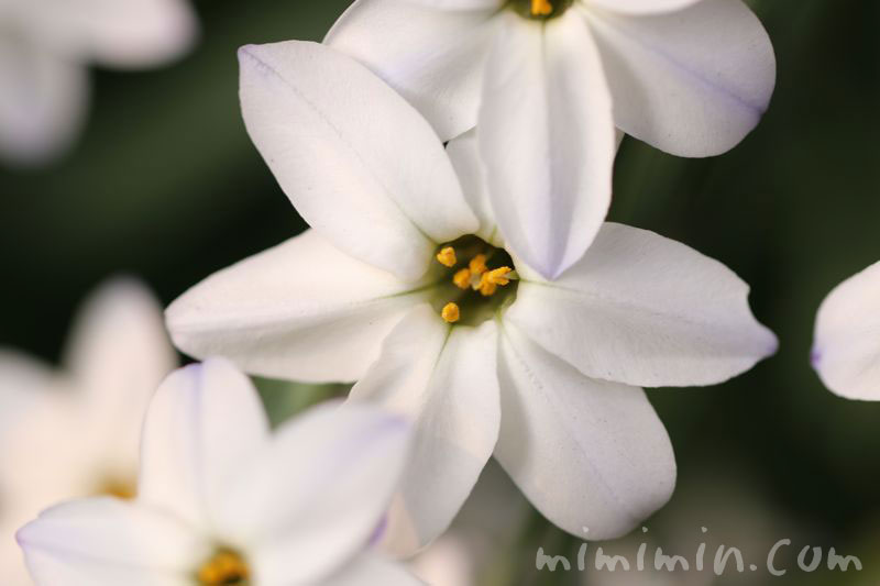 ハナニラの花・白の写真