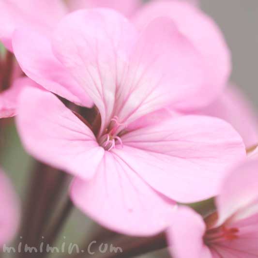 ピンク色のゼラニウム（花の写真 花言葉）の画像