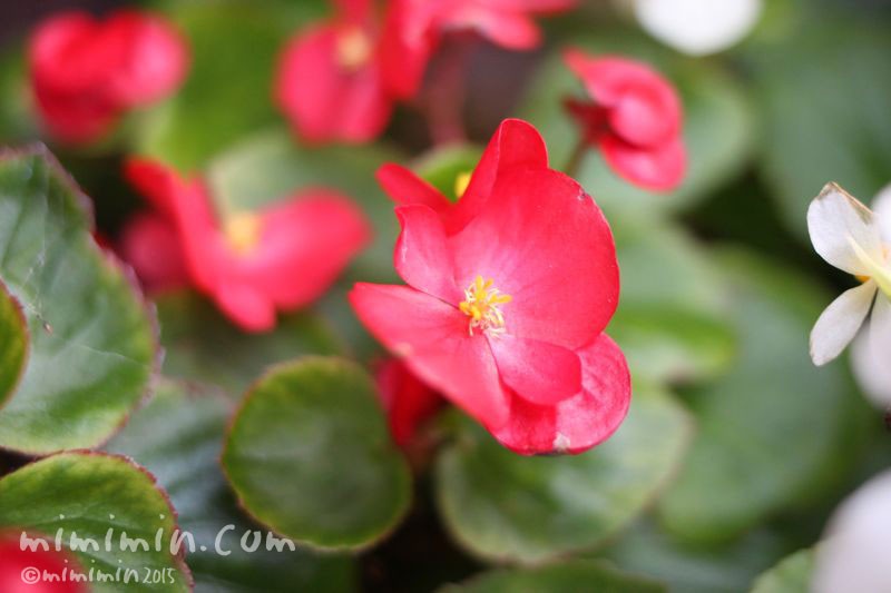 ベゴニアの花の写真 ベゴニアの花言葉 みみみんブログ