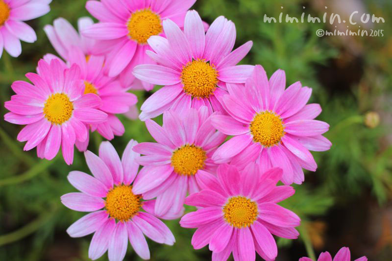 ピンク色のマーガレットの花 江ノ島 花の写真 花言葉 みみみんブログ