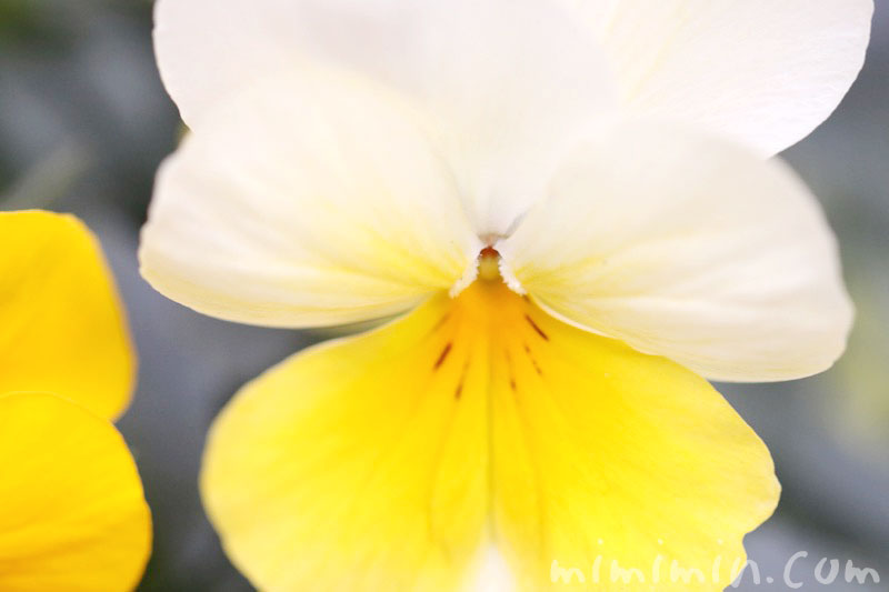 パンジーの花（黄色×白）の写真
