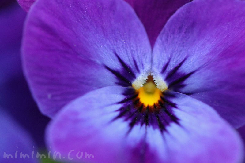 パンジー・紫色の花