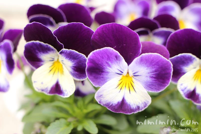 パンジー（紫色）の花の写真