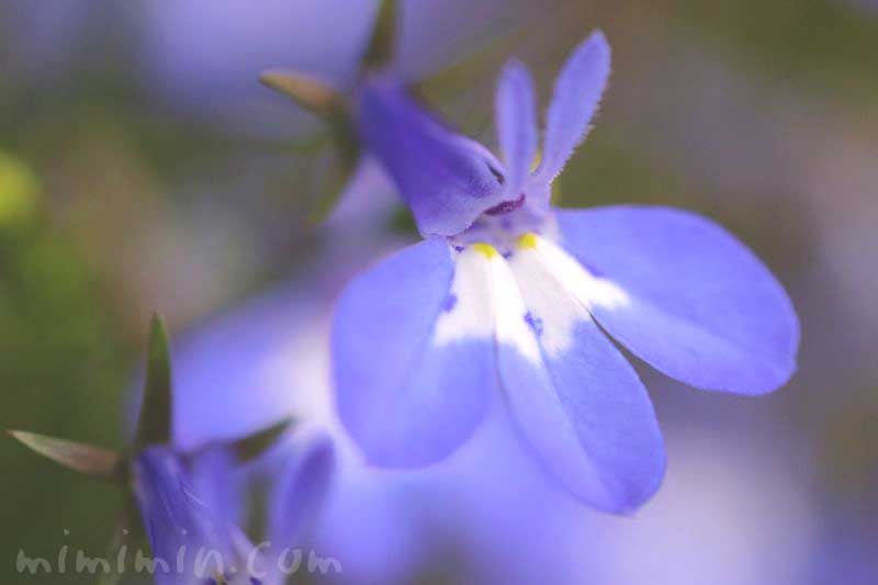 ロベリアの花（青）の画像