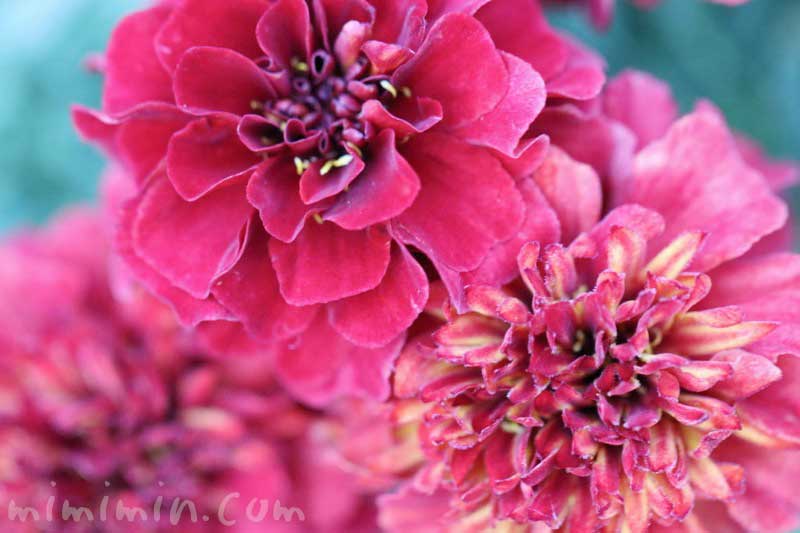 ストロベリーブロンド（フレンチマリーゴールド）赤の花の画像