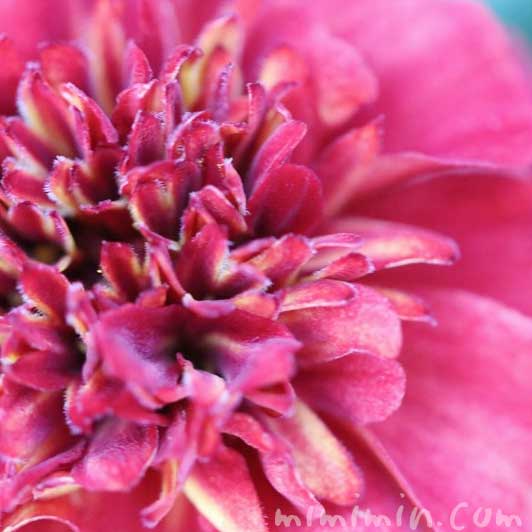 ストロベリーブロンド・マリーゴールド・赤の花の画像