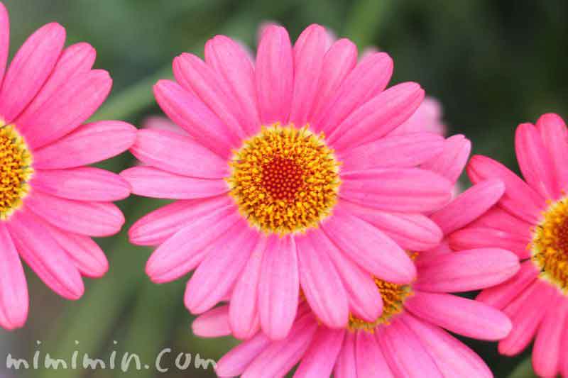 マーガレットの花（ピンク色）の写真