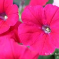 ペチュニアの花言葉 紫の八重咲きペチュニアの写真 みみみんブログ
