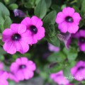ペチュニアの花言葉 紫の八重咲きペチュニアの写真 みみみんブログ