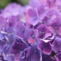 アジサイ 紫のあじさいが満開 花の写真 花言葉 みみみんブログ