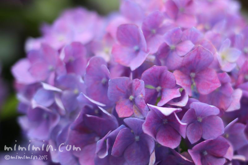 アジサイ 紫陽花 の花言葉 移り気 花の写真 花言葉 みみみんブログ