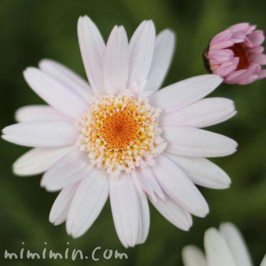 白いマーガレットの花・木春菊の画像