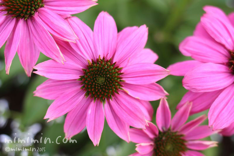 エキナセア ムラサキバレンギク の花の写真 花言葉 みみみんブログ