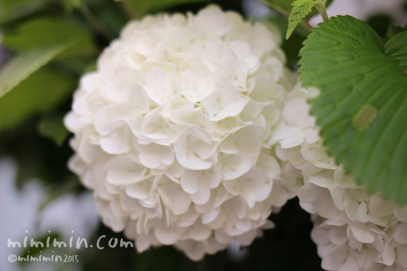 輝くような白いあじさい 紫陽花 花の写真 花言葉 みみみんブログ