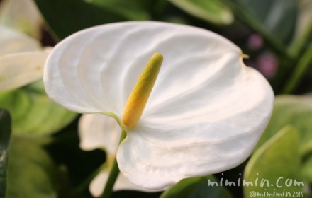 アンスリウムの花（白）の画像
