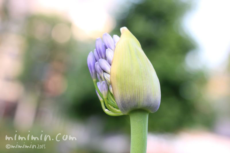 アガパンサスの花の写真 アガパンサスの花言葉 みみみんブログ