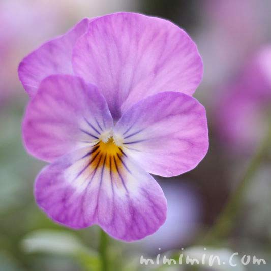薄紫色のパンジーの花の写真