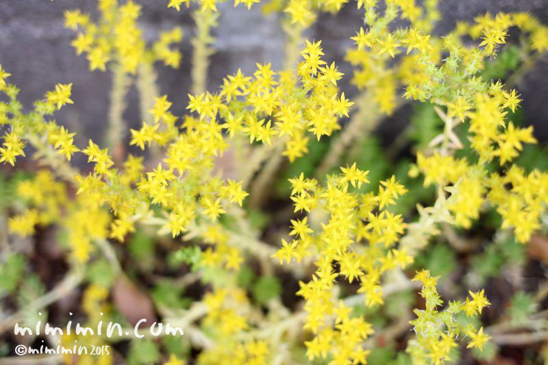 マンネングサ セダム の花の写真 万年草の花言葉 みみみんブログ