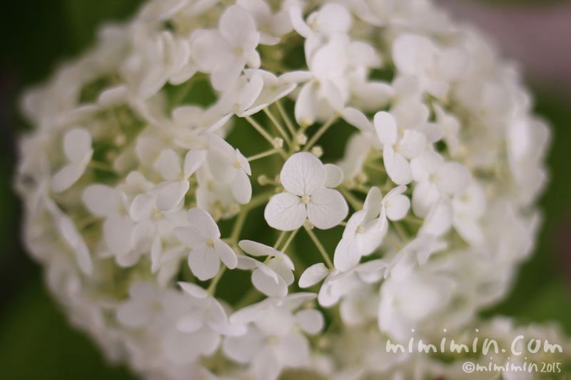 白いアジサイ アナベル 紫陽花 あじさい 花の写真 花言葉 みみみんブログ
