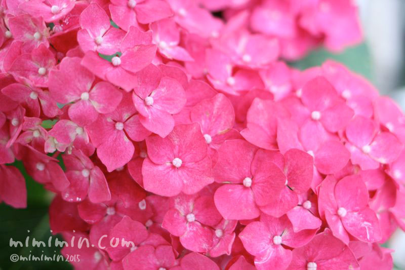 アジサイ 濃いピンクの紫陽花 あじさい 花の写真 花言葉 みみみんブログ