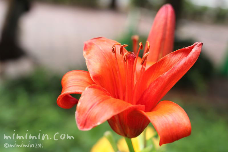 スカシユリの花言葉 スカシユリの花の写真 みみみんブログ