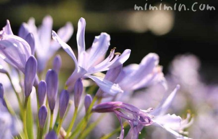 アガパンサス（淡いブルー）の花の写真