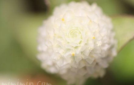 センニチコウの花・白