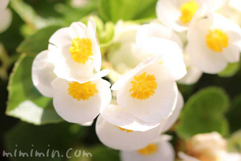 ベゴニアの花言葉 白いベゴニアの写真 みみみんブログ