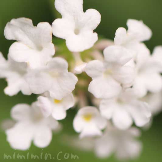 白いランタナの花の写真