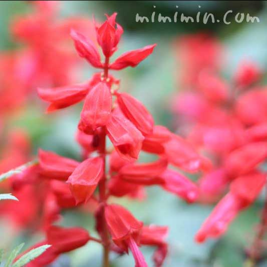 サルビアの花言葉 名前の由来 花の写真 みみみんブログ