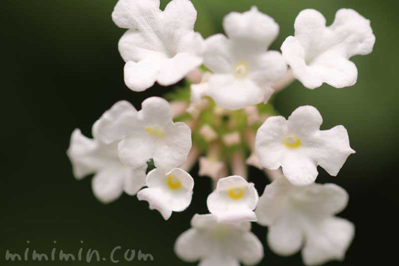 ランタナの花（白色）の写真