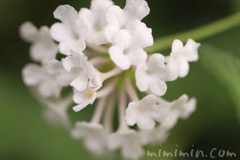 白い七変化の花の写真