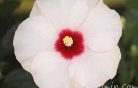 白いハイビスカスの花の写真と花言葉の画像