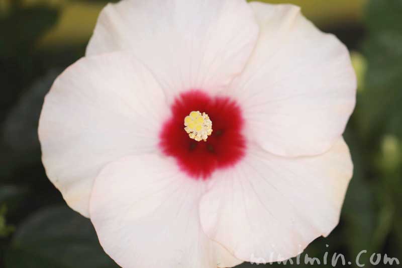 白いハイビスカス 花の写真 花言葉 みみみんブログ