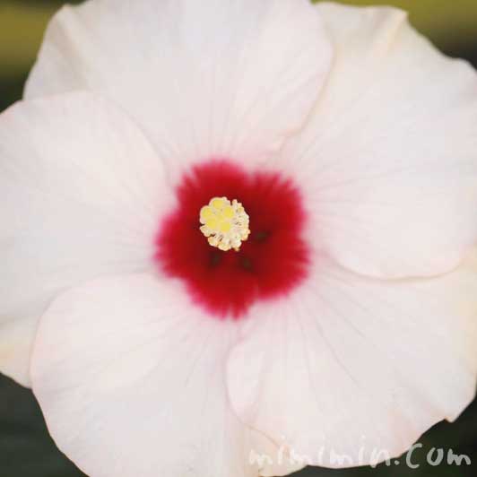 白いハイビスカス 花の写真 花言葉 みみみんブログ