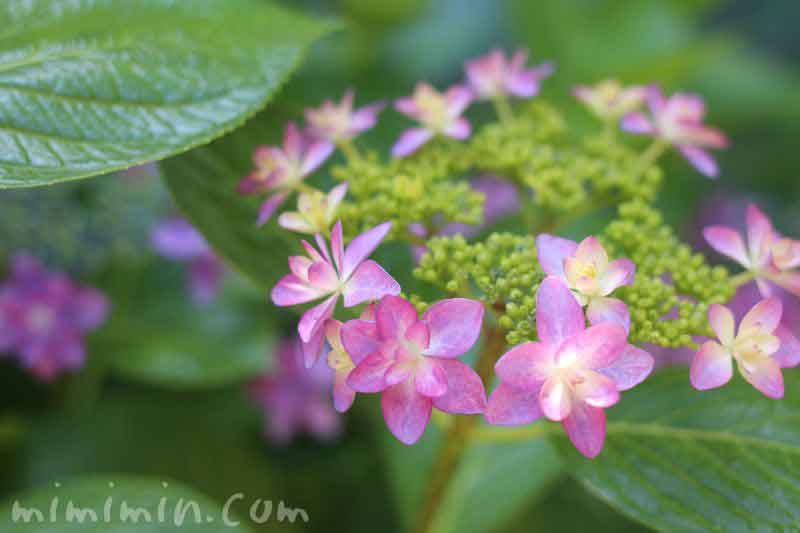 あじさい・紫陽花（ピンク）の画像