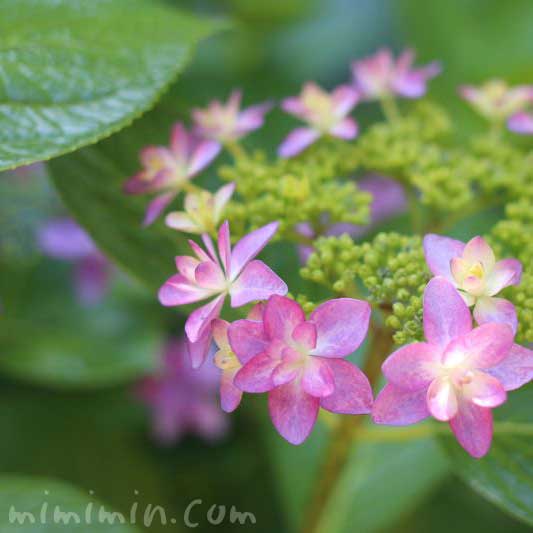 あじさいの花（ピンク）の写真