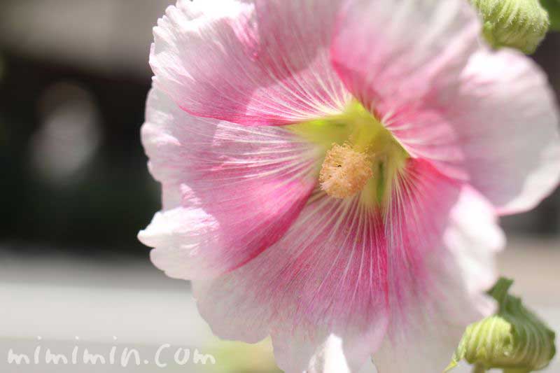 タチアオイの花の写真