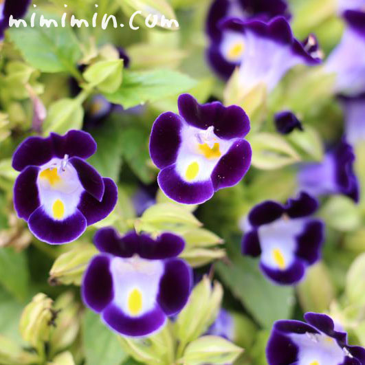 紫色のトレニア 花の写真 花言葉 みみみんブログ