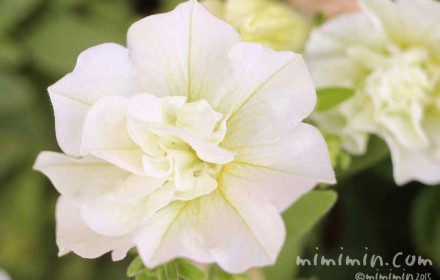 白い八重咲きペチュニアの花の写真